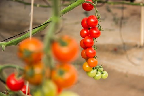 tomato vegetables ingredient