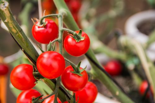 tomato vegetables ingredient
