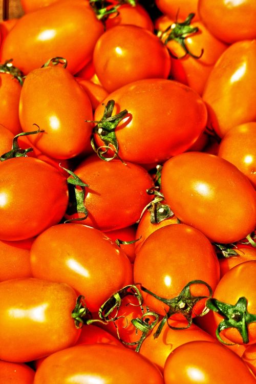 tomato eggs tomato nachtschattengewächs