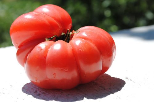 tomato vegetable greenhouse
