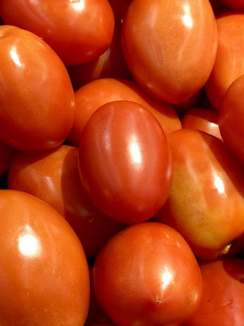 tomato red ripe