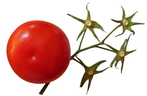 tomato stem food