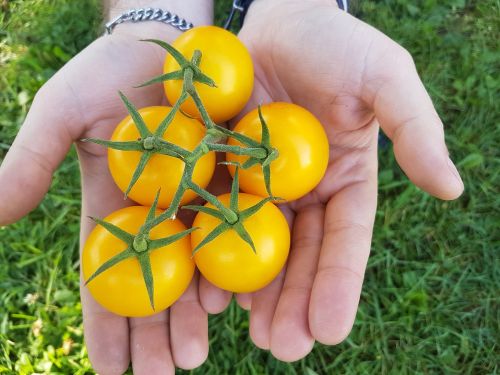 tomato tomatoes tomatoes in hands
