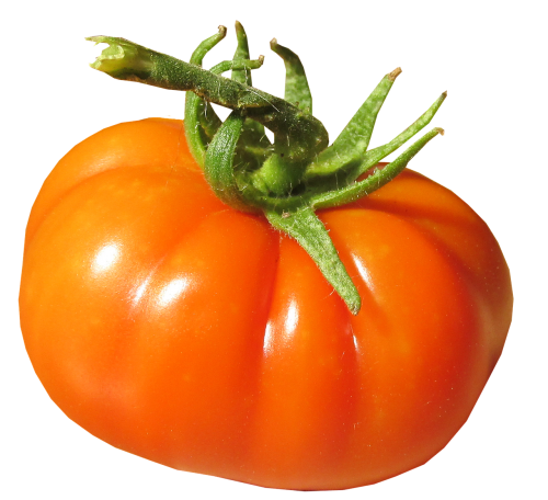 tomato organic fresh