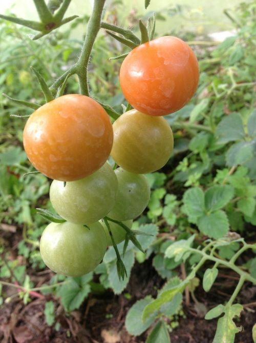 tomato vegetable cash