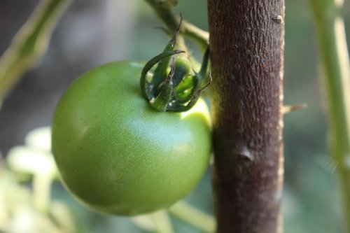 tomato  green  nature