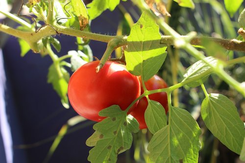tomato  red  green