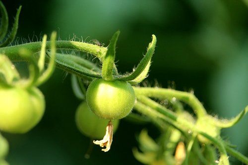 tomato  immature  green