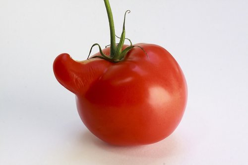 tomato  red  vegetables