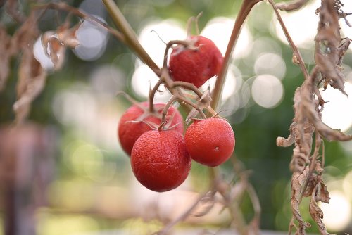 tomato  red  food