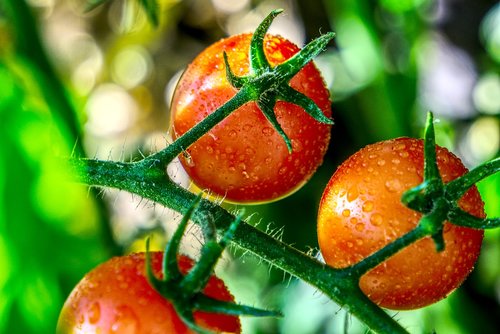tomato  ripe  mature