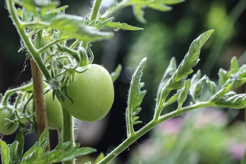 tomato  green  vegetable