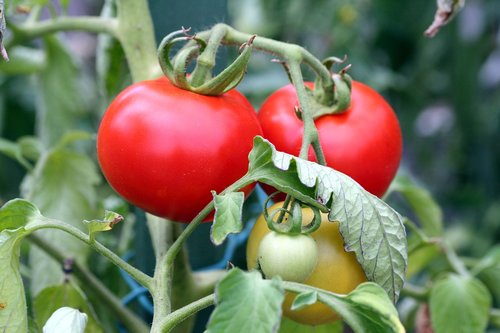 tomato  fruit  costs