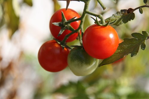 tomato  tomatoes  own tomatoes