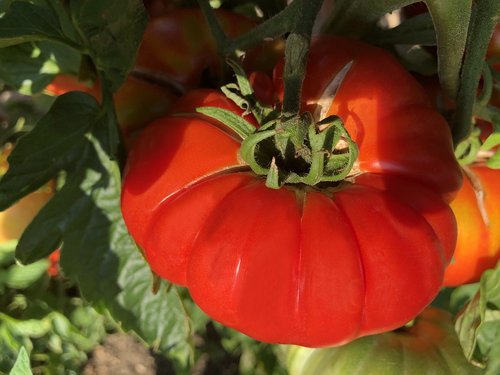 tomato  giant  red