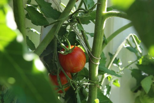 tomato  tomato plant  red