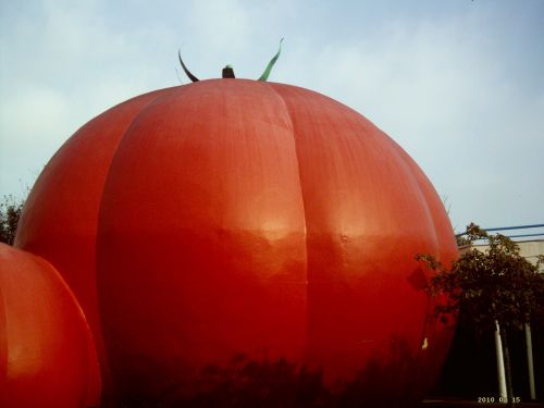 tomato red food