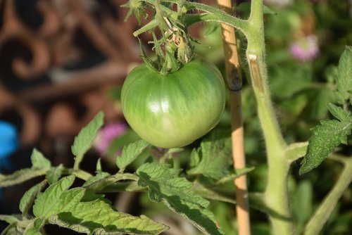 tomato  green  garden