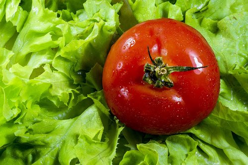 tomato  lettuce  salad