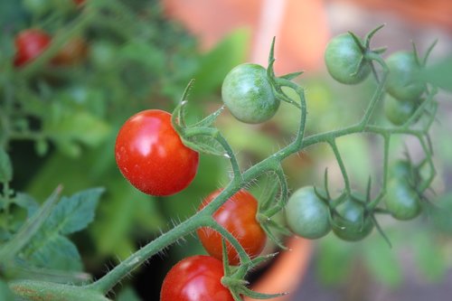 tomato  vegetables  garden