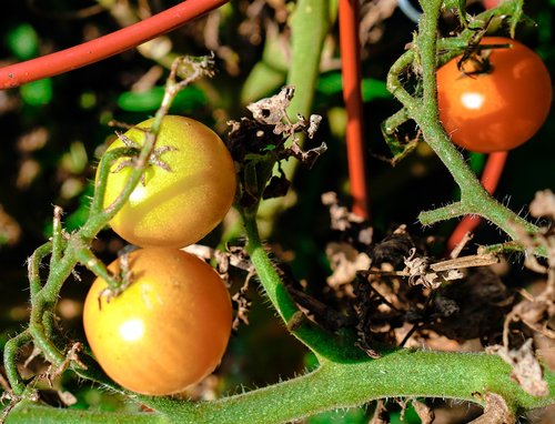 tomato  tomatoes  orange