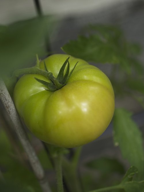 tomato  fruit  fresh food