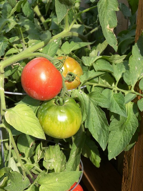 tomato  garden  food