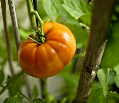 tomato  ripening  changing