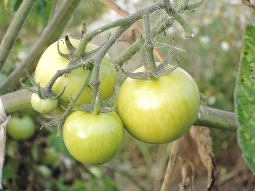 tomato  food  tomatoes