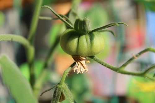 tomato  nature  vegetale