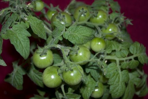 tomato plant nature