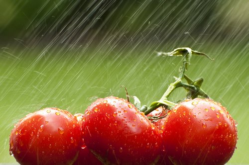 tomato  vegetable  food