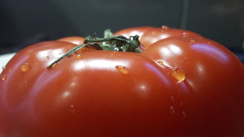 tomato  red  tomatoes