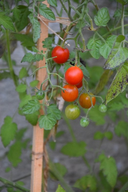 tomato  tomatoes  vegetables