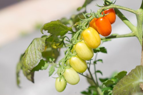 tomato  mediterranean diet  sano