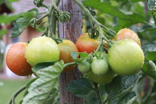 tomato  red  food