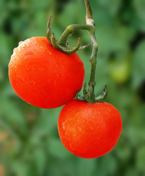 tomato  veggies  health