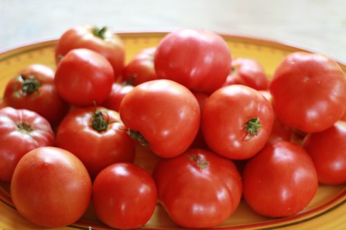 tomato close-up harvest