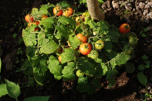 tomato  garden  tomatoes