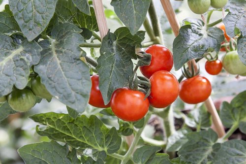 tomato  solanum  greenhouse