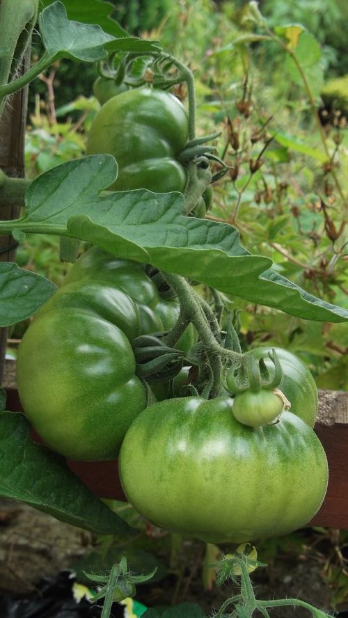 tomato growing vegetable