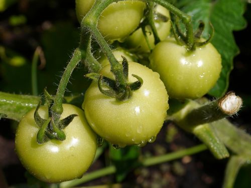 tomato vegetable food