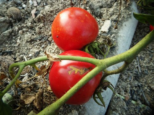 tomato garden red