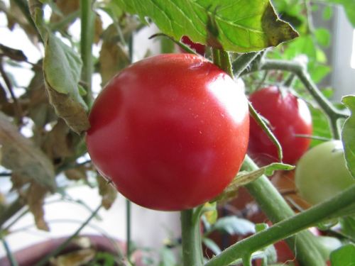 tomato gardening organic