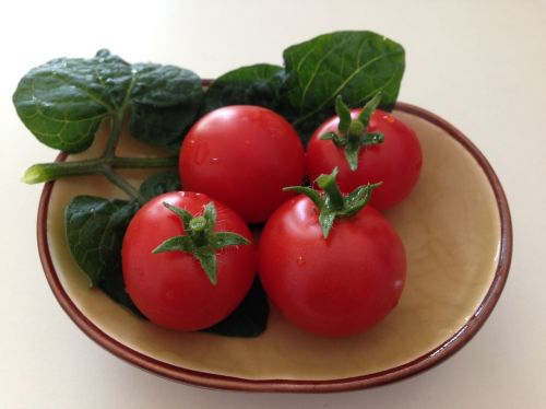 tomato small tomato vegetable