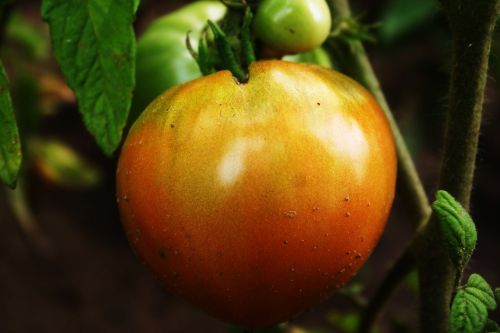 tomato ripe food