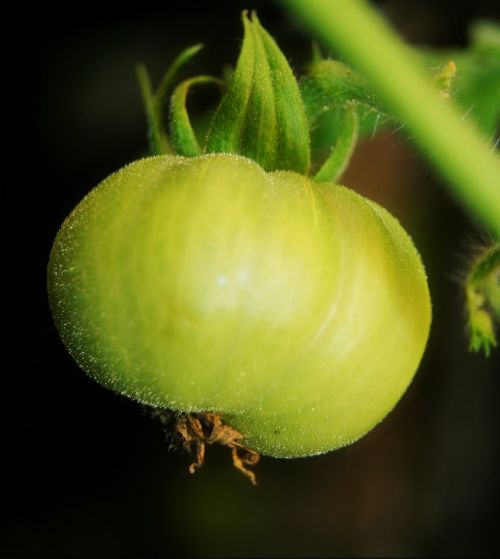 tomato green vegetable