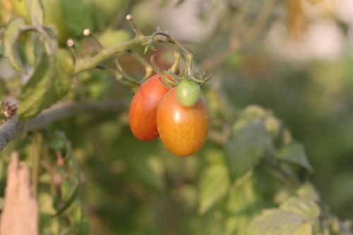 tomato plant fruit