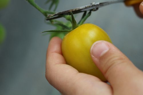 tomato plant natural