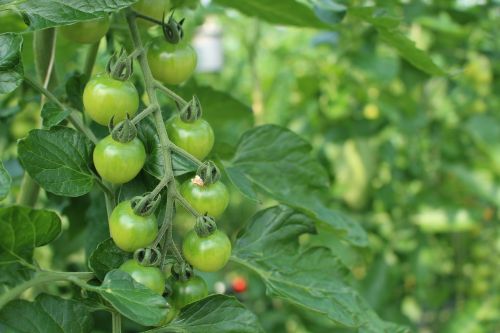 tomato plant natural